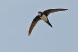 Alpine Swift (Tachymarptis melba) 