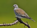 European Turtle Dove (Streptopelia turtur)