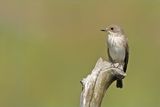 Spotted Flycatcher (Muscicapa striata)