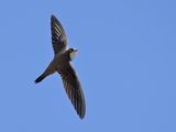 Alpine Swift (Tachymarptis melba) 