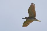 Black-crowned Night Heron ( Nycticorax nycticorax)