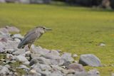 Black-crowned Night Heron ( Nycticorax nycticorax)