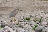 Black-crowned Night Heron ( Nycticorax nycticorax)