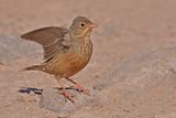 Cretzschmars Bunting (Emberiza caesia) 