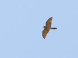  Levant sparrowhawk (Accipiter brevipes)