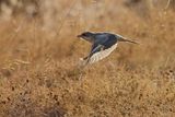 Woodchat Shrike (Lanius senator) 