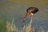 Black Stork  (Ciconia nigra)