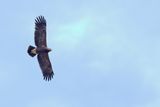 Lesser Spotted Eagle (Clanga pomarina)