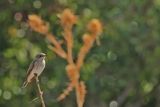 Spotted Flycatcher (Muscicapa striata)