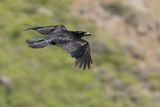 Northern Raven (Corvus corax)