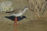 Spotted Redshank (Tringa erythropus) 