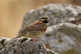 Cirl Bunting - Emberiza cirlus
