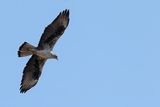 Bonellis Eagle (Aquila fasciata) 