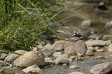 Little Ringed Plover (Charadrius dubius)