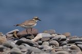 Little Ringed Plover (Charadrius dubius)