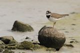 Little Ringed Plover (Charadrius dubius)
