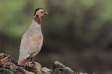 Barbary partridge (Alectoris barbara)