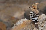 Hoopoe (Upupa epops)
