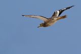 Eurasian Stone-Curlew (Burhinus oedicnemus ssp. insularum) 