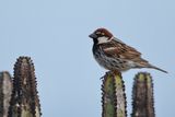 Spanish Sparrow  (Passer hispaniolensis)