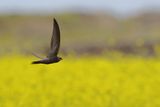 Plain Swift (Apus unicolor)