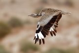 Canarian Houbara Bustard  (Chlamydotis undulata fuertaventurae)