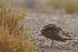 Canarian Houbara Bustard  (Chlamydotis undulata fuertaventurae)