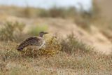 Canarian Houbara Bustard  (Chlamydotis undulata fuertaventurae)