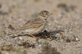 Lesser Short-toed Lark (Calandrella rufescens ssp. polatzeki)