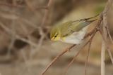 Wood Warbler (Phylloscopus sibilatrix)