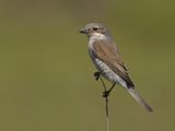 Red-backed Shrike (Lanius collurio)