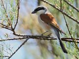 Red-backed Shrike (Lanius collurio)