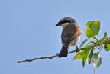 Red-backed Shrike (Lanius collurio)