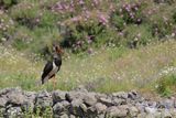 Black Stork  (Ciconia nigra)