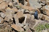 Blue Rock-Thrush (Monticola solitarius)