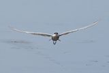 Whiskered Tern (Chlidonias hybridus)