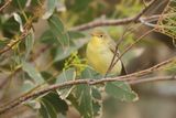 Icterine Warbler (Hippolais icterina)