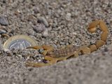 Mediterranean Checkered Scorpion - Mesobuthus gibbosus