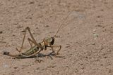 Balkan Sawing Bush-Cricket - Saga natoliae