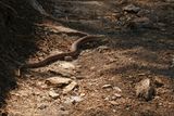 Glass lizard - (Pseudopus apodus)