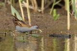 Little Crake (Zapornia parva) 