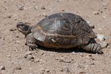 Spur-thighed Tortoise - Testudo graeca graeca