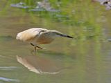 Squacco Heron (Ardeola ralloides)