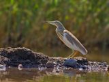 Squacco Heron (Ardeola ralloides)