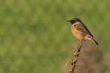 European Stonechat (Saxicola rubicola) 