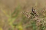 Common Reed Bunting (Emberiza schoeniclus)