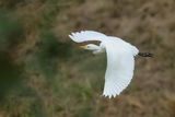 Cattle Egret (Bubulcus ibis)