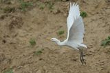 Cattle Egret (Bubulcus ibis)