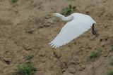 Cattle Egret (Bubulcus ibis)