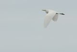 Cattle Egret (Bubulcus ibis)